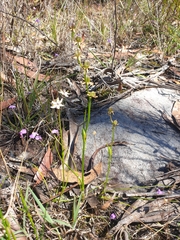 Wurmbea biglandulosa