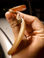 Lycodon anamallensis