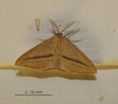 Chlorerythra rubriplaga