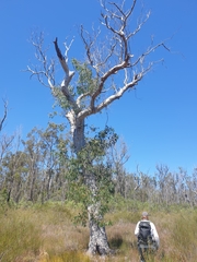 Eucalyptus bancroftii