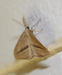 Chlorerythra rubriplaga