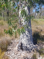 Eucalyptus bancroftii