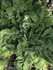 Cephalaria transsylvanica