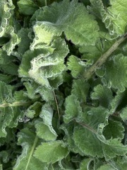 Cephalaria transsylvanica