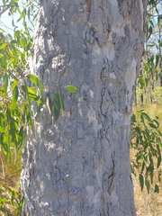 Eucalyptus bancroftii