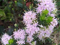 Agathosma cerefolium