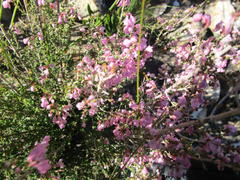 Erica melanthera