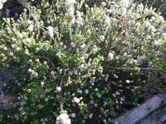 Agathosma cerefolium