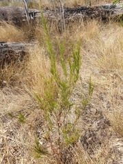 Acacia quadrilateralis