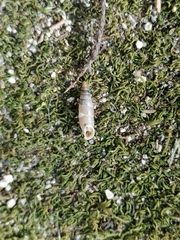 Leucostigma candidescens