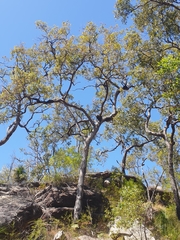 Angophora robur