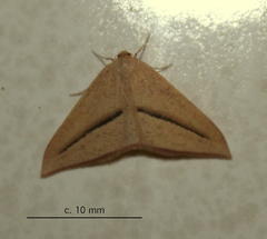 Chlorerythra rubriplaga