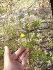 Gompholobium virgatum