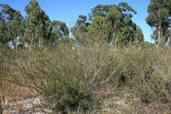 Leucadendron thymifolium