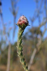 Leucadendron thymifolium