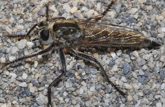 Phileris prionostylus