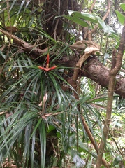 Freycinetia excelsa