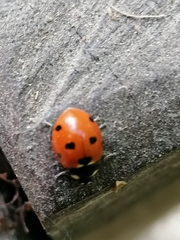 Coccinella septempunctata