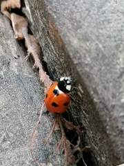 Coccinella septempunctata