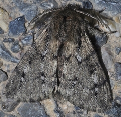 Ocneria atlantica