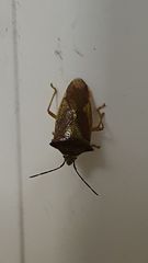 Acanthosoma haemorrhoidale