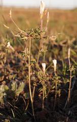 Oxalis suteroides latituba