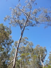 Eucalyptus bancroftii