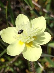 Platystemon californicus