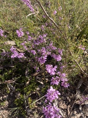 Tetratheca pilosa
