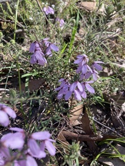 Tetratheca pilosa