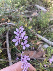 Tetratheca pilosa