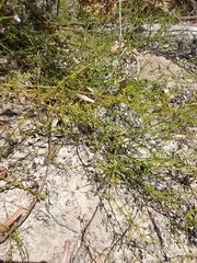 Prostanthera sejuncta