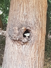 Parus major