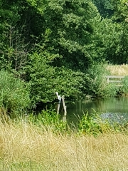 Ardea cinerea