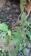 Solanum jamaicense