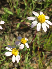 Pentachaeta bellidiflora