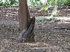 Sciurus vulgaris