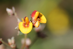 Pultenaea largiflorens