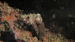 Sepia bandensis