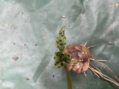 Drimiopsis