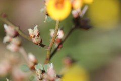 Pultenaea largiflorens