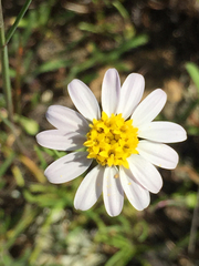 Pentachaeta bellidiflora