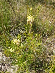 Isopogon mnoraifolius