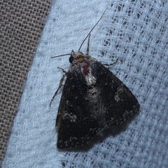 Condica dolorosa