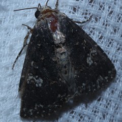 Condica dolorosa