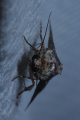 Condica dolorosa