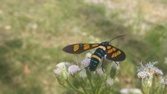 Euchromia horsfieldi