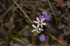 Wurmbea biglandulosa