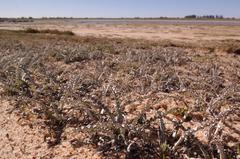 Arctotheca marginata