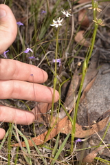 Wurmbea biglandulosa